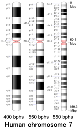 G-banding ideogram of human chromosome 7 in resolution 850 bphs. Band length in this diagram is proportional to base-pair length. This type of ideogram is generally used in genome browsers (e.g. Ensembl, UCSC Genome Browser).