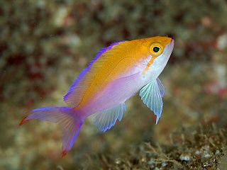 <i>Pseudanthias bicolor</i> Species of fish