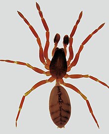 Huttonia sp. זכר.jpg