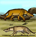 Miniatura para Hyaenodontidae