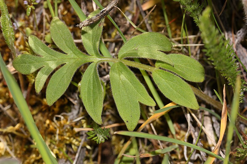 File:Hydrophyllum capitatum 3222.JPG