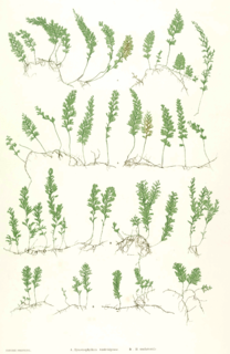 <i>Hymenophyllum</i> Genus of plants