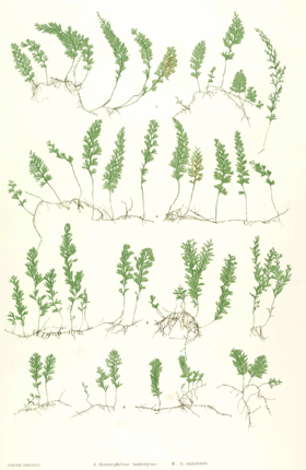 Uma gravura mostrando espécies de Hymenophyllum (de «The Ferns of Great Britain and Ireland»).