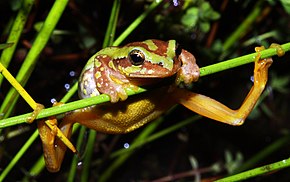 Hyperolius pictus.jpeg görüntüsünün açıklaması.