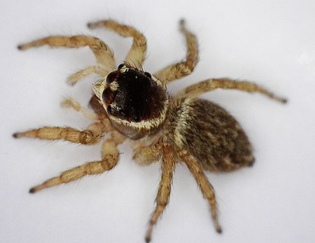 Maratus griseus