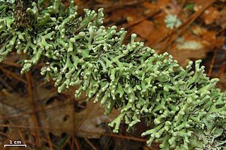 <i>Hypogymnia tubulosa</i> Species of lichen