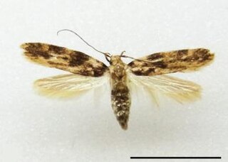 <i>Hyposmocoma tantala</i> Species of moth