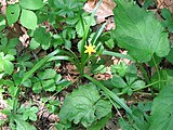 Hypoxis hirsuta, or common goldstar