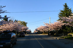Spring on Capitol Hill Hythe Ave Capitol Hill Burnaby.JPG