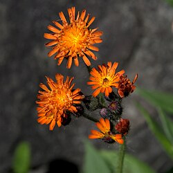 IMG 6271-Pilosella aurantiaca.jpg