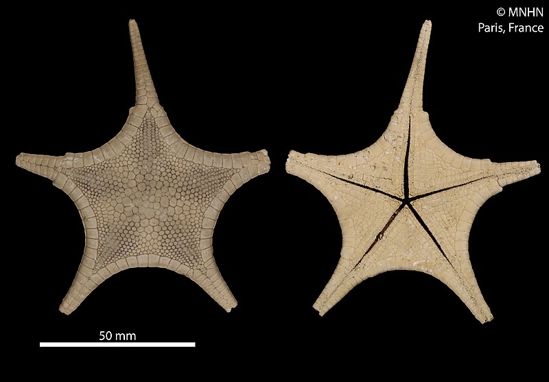 File:Iconaster elegans (MNHN-IE-2014-633) 01.jpg