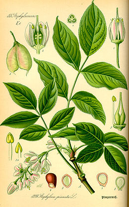 Plunksnalapis lekėčius (Staphylea pinnata)