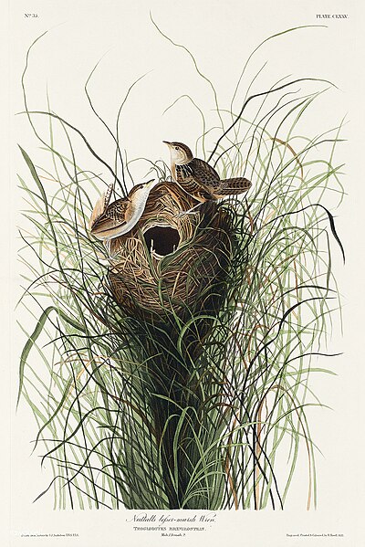 File:Illustration from Birds of America (1827) by John James Audubon, digitally enhanced by rawpixel-com 175.jpg