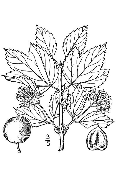 File:Illustration of Viburnum edule.jpg