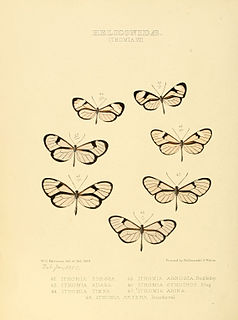 <i>Dircenna</i> Genus of brush-footed butterflies