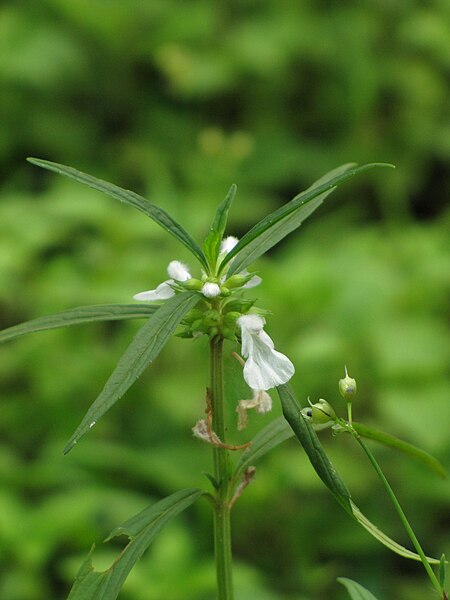 File:Impatiens-balsamina-from-Koovery.jpg