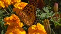 File:Indian fritillary (Argyreus hyperbius) on marigold (Tagetes).webm
