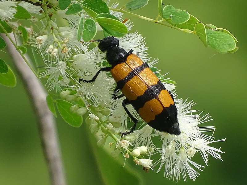 File:Insectes.2.jpg