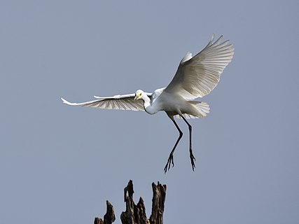 Intermediate egret (Ardea intermedia) descending to a tree stump