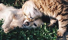 A cat and dog bonding Interspecies Friendship.jpg