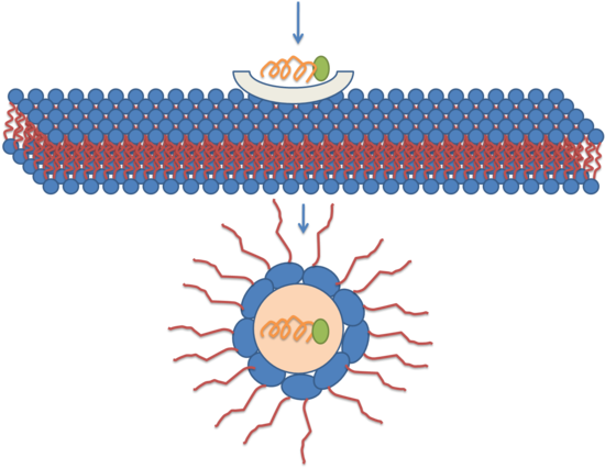 Représentation schématique d'une translocation transmembranaire par micelle inversée.
