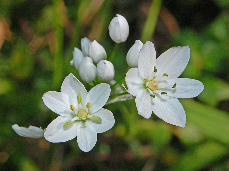 File:Iridaceae - Allium neapolitanum (8303567329).jpg