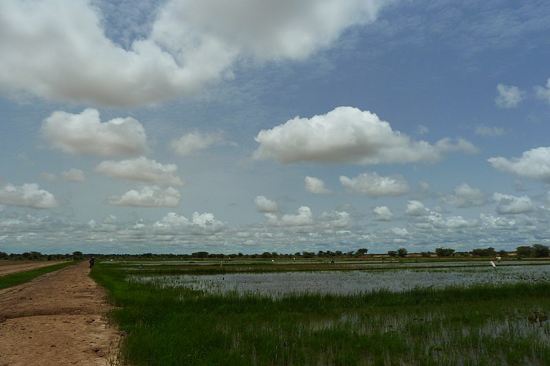 File:Irrigated rice cultivation in the Senegal River Valley - panoramio (40).jpg