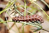 Issoria lathonia caterpillar.jpg