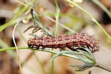 Caterpillar Issoria lathonia caterpillar.jpg