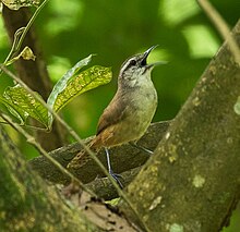 Isthmian Wren - Cerro Ancon - Panama Şehri (48444331166) .jpg