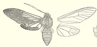 <i>Ixylasia</i> Genus of moths