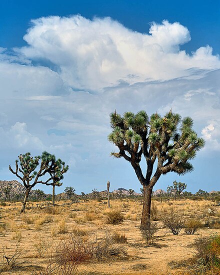 Joshua Tree Monsoon