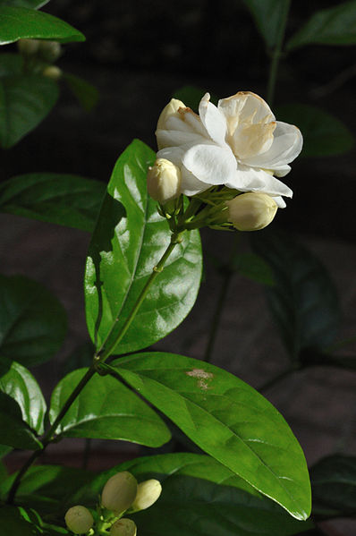 File:Jasminum sambac 6474.JPG