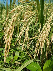 Riz (Oryza sativa), sous-famille des Ehrhartoideae.