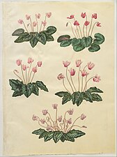 Johannes Simon Holtzbecher - Cyclamen purpurascens; Cyclamen hederifolium - Google Art Project.jpg