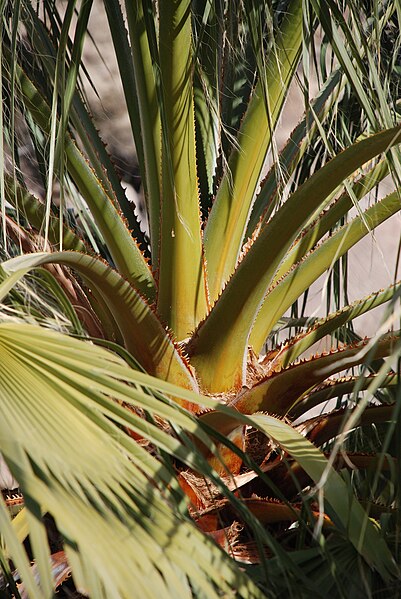 File:Joshua Tree National Park - Washingtonia filifera - 2.jpg