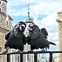 Thumbnail for File:Jubilee and Munin, Ravens, Tower of London 2016-04-30 (lighter).jpg