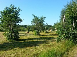 Typisch landschap van Jungfruskär