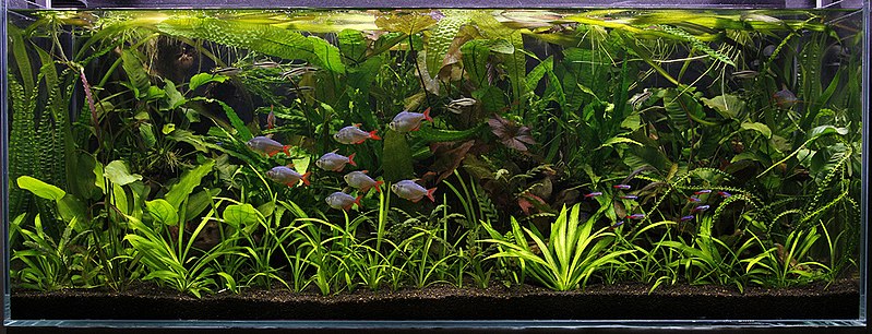 ファイル:Jungle style aquascape.jpg