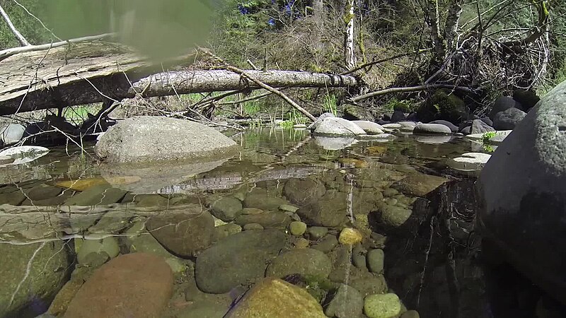 File:Juvenile coho salmon in the Sandy River Basin (27064800406).jpg