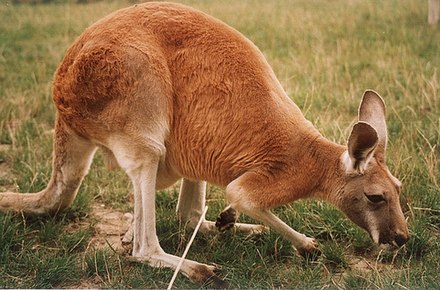 A male red kangaroo grazing