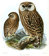 N. a. albifacies by John Gerrard Keulemans, drawn after living specimens owned by Walter Rothschild Keulemans Laughing Owl.jpg