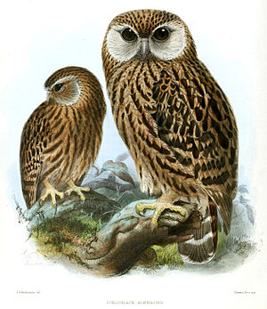 Barnacle Owl (Sceloglaux albifacies) Illustration by John Gerrard Keulemans, from Ornithological Miscellany, Vol. I, 1875