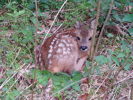 Roe deer fawn, two to three weeks old