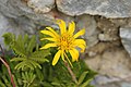 Tragopogon pratensis