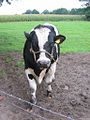 La vaca: La vaca es un animal mamífero que tiene cuernos y rabo.