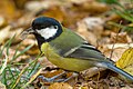 * Nomination Great Tit -- Raghith 10:32, 6 June 2011 (UTC) * Decline Blurry, cut tail. --Quartl 11:40, 6 June 2011 (UTC)