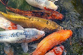 Koi carps in Japanese Garden of Montreal Botanical Garden in Canada.jpg