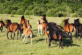 Groupe de chevaux marrons et noirs au galop, vus de dos