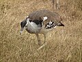 Ngorongoro, Tanzania